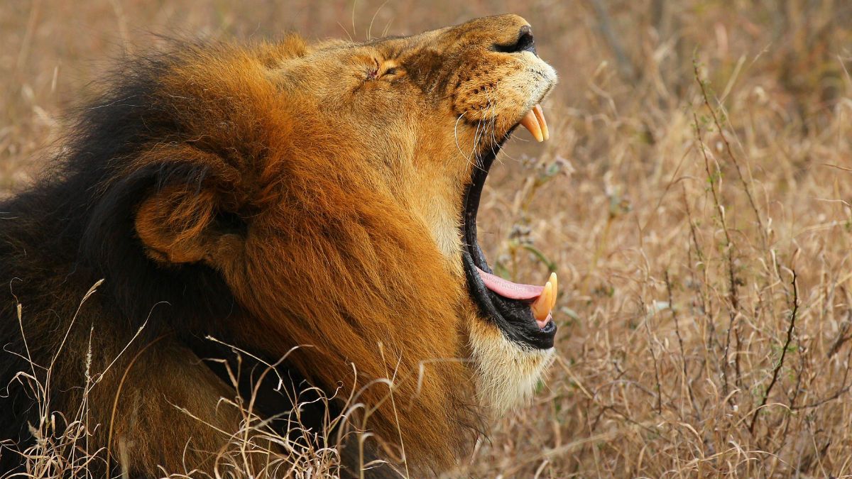 'Prophet' survives lion attack and other tall tales | The Week