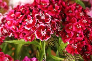 Deep pink dianthus flowers