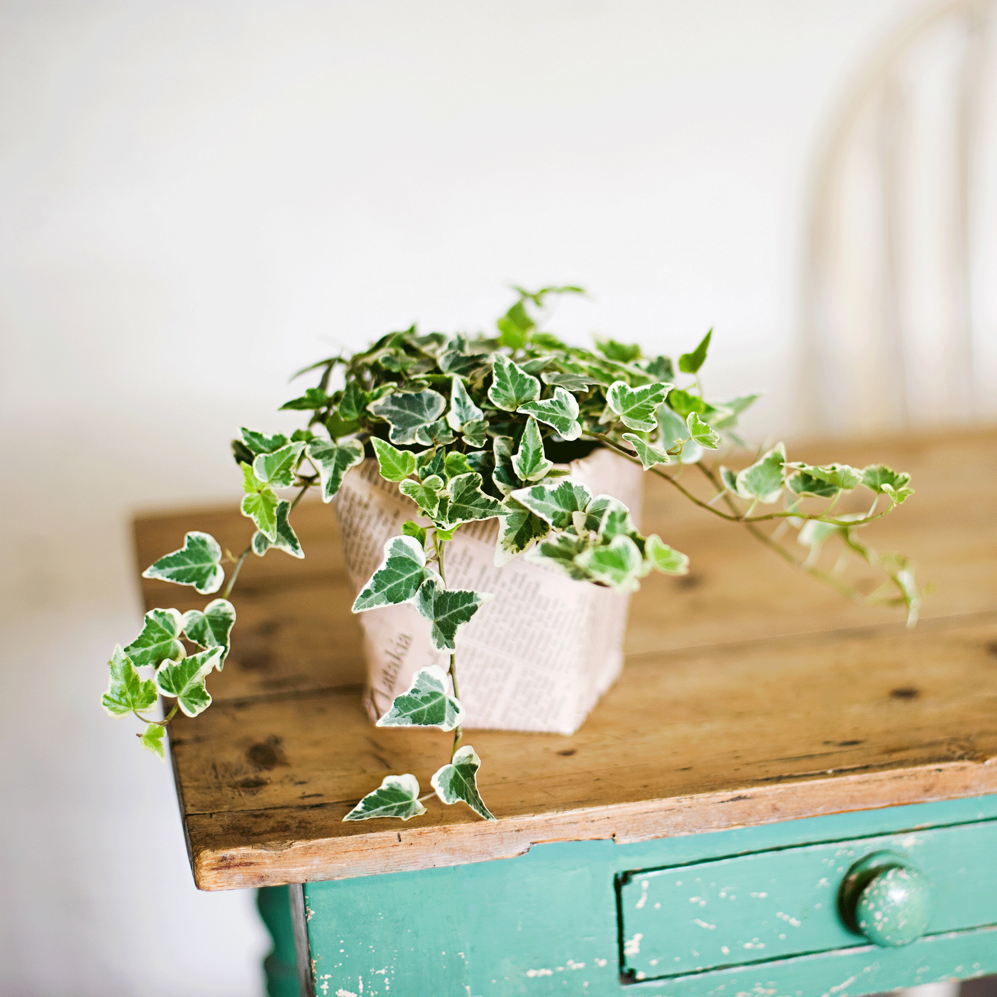 Ivy in a newspaper plant pot on a wooden table with chipped turquoise paint