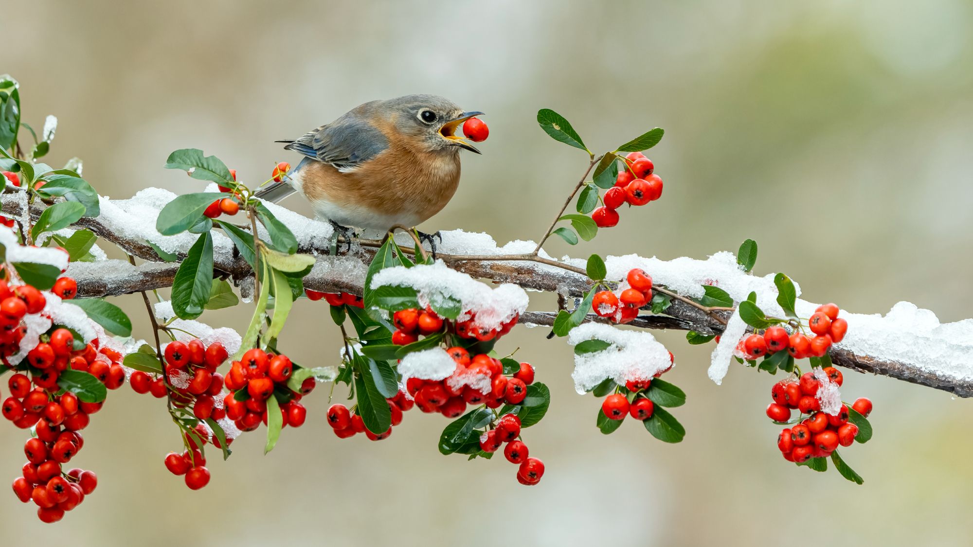 6 Berry-Bearing Shrubs to Plant Now and Feed Hungry Birds Through Winter