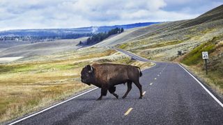 Bison crossing road, Yellowstone National Park, Canyon Village, Wyoming, USA