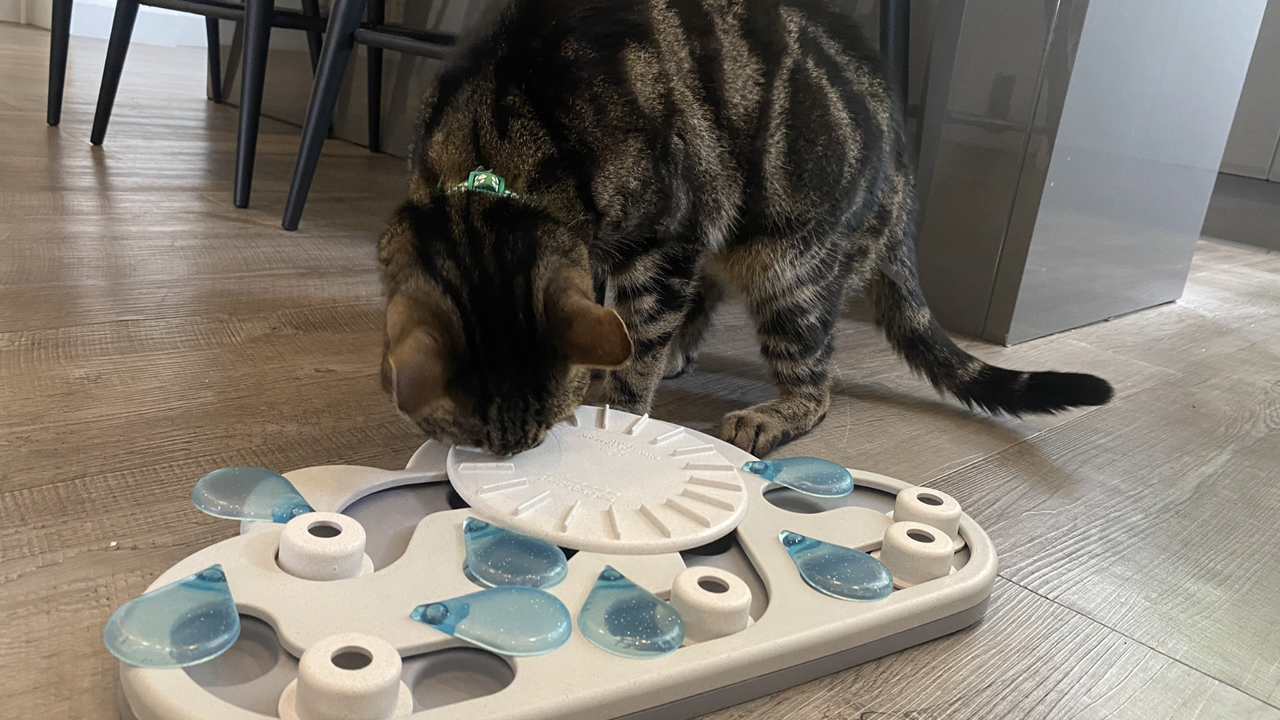 Chilli playing with Nina Ottosson by Outward Hound Rainy Day Puzzle &amp; Play Cat Toy