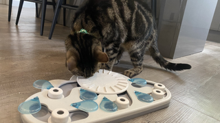 Chilli playing with Nina Ottosson by Outward Hound Rainy Day Puzzle & Play Cat Toy