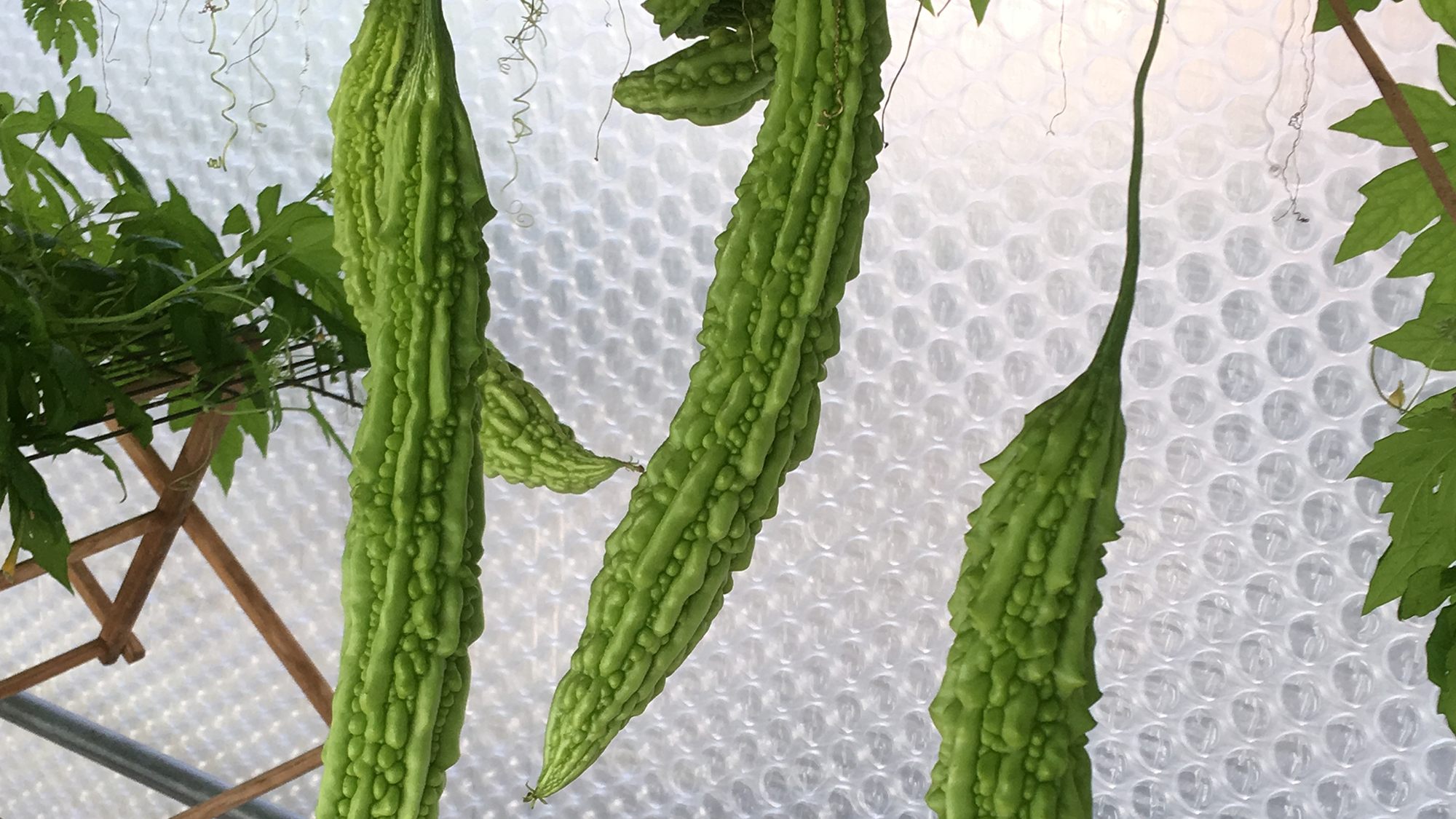 Green bitter melons growing in greenhouse surrounded in bubble wrap