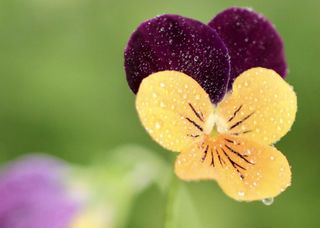 GuruShots - Fragrant Flowers