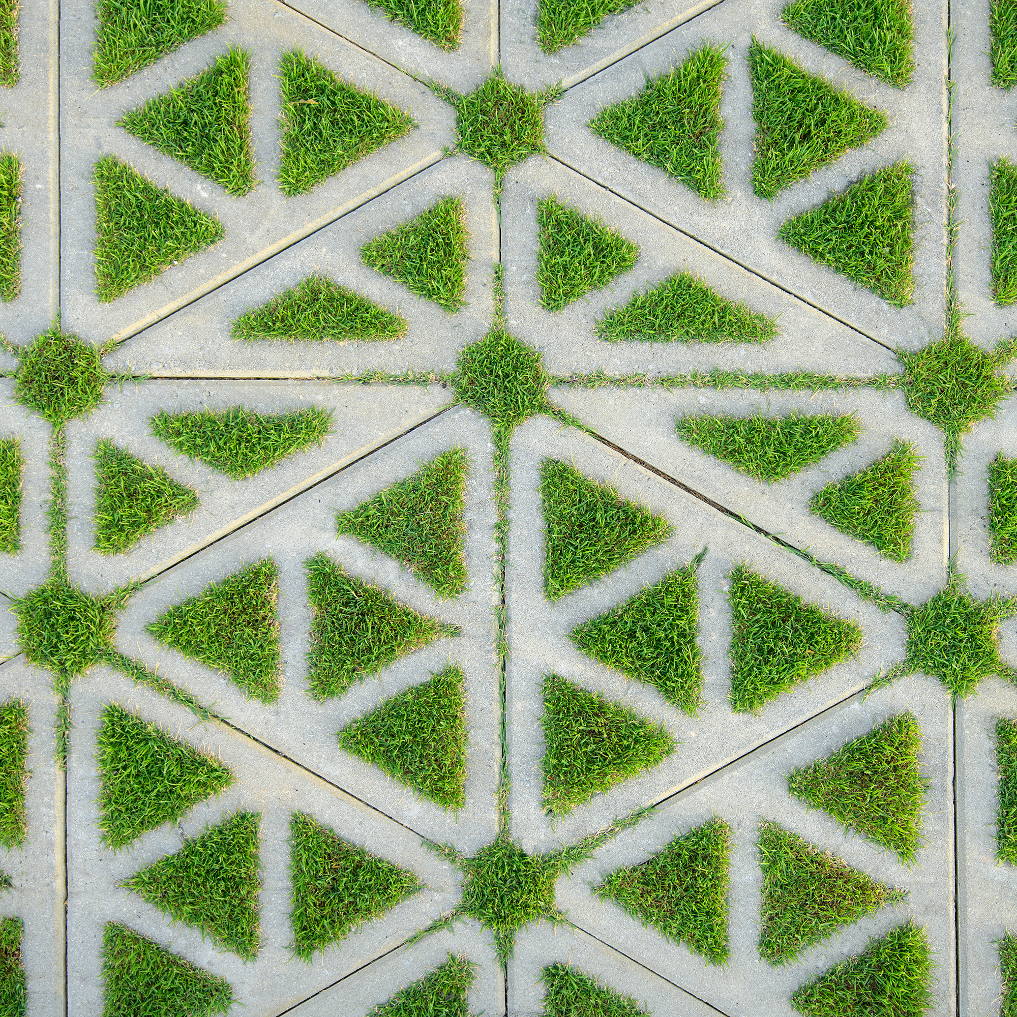 High Angle View Of Plants Growing Amidst Patterned Concrete