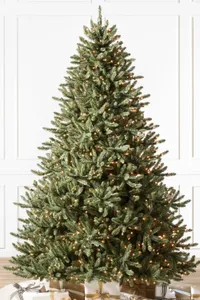 Classic Blue Spruce Christmas Tree