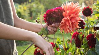 Someone tending to dahlia flowers