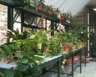 greenhouse interior with shelves and plants