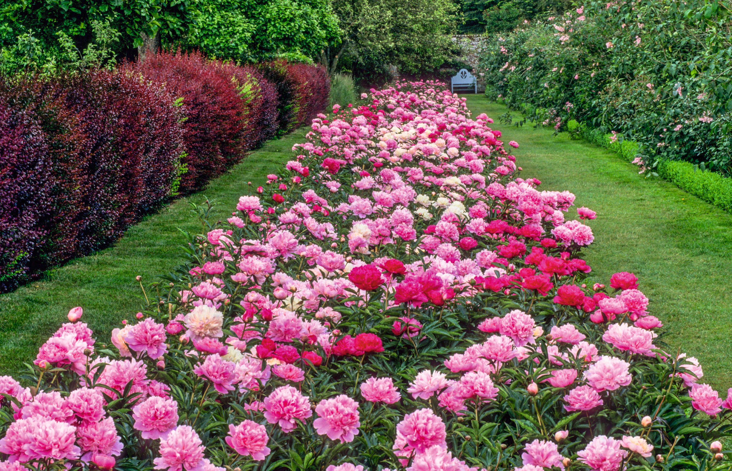 Drift of pink peonies, berberis hedge, Paeonia lactiflora &#039;Monsieur Jules Elie&#039;, &#039;Lady Alexander Duff&#039;, &#039;Albert Crousse&#039; and &#039;Sarah Bernhardt&#039;.