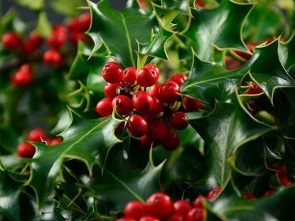 Holly Shrubs With Red Berries