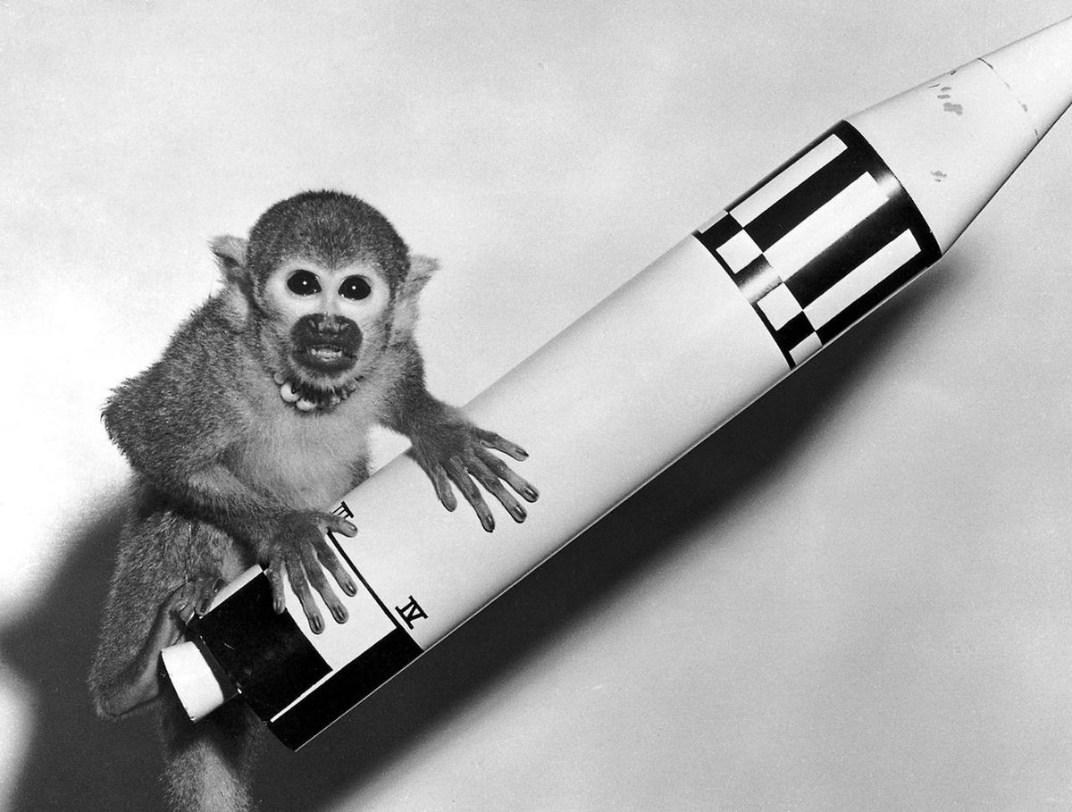 Two Female Monkeys Went to Space 60 Years Ago. One Became the Poster Child  for Astronaut Masculinity | Space