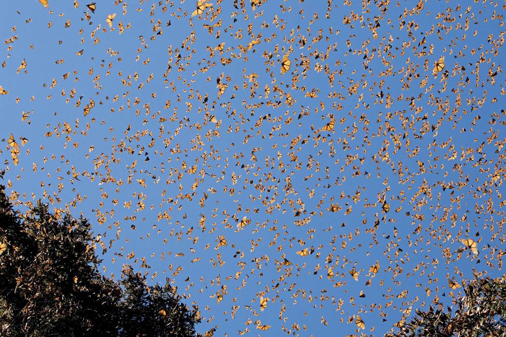 Butterflies swirl above El Rosario.