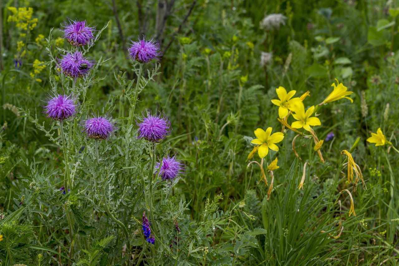 Edimental plants