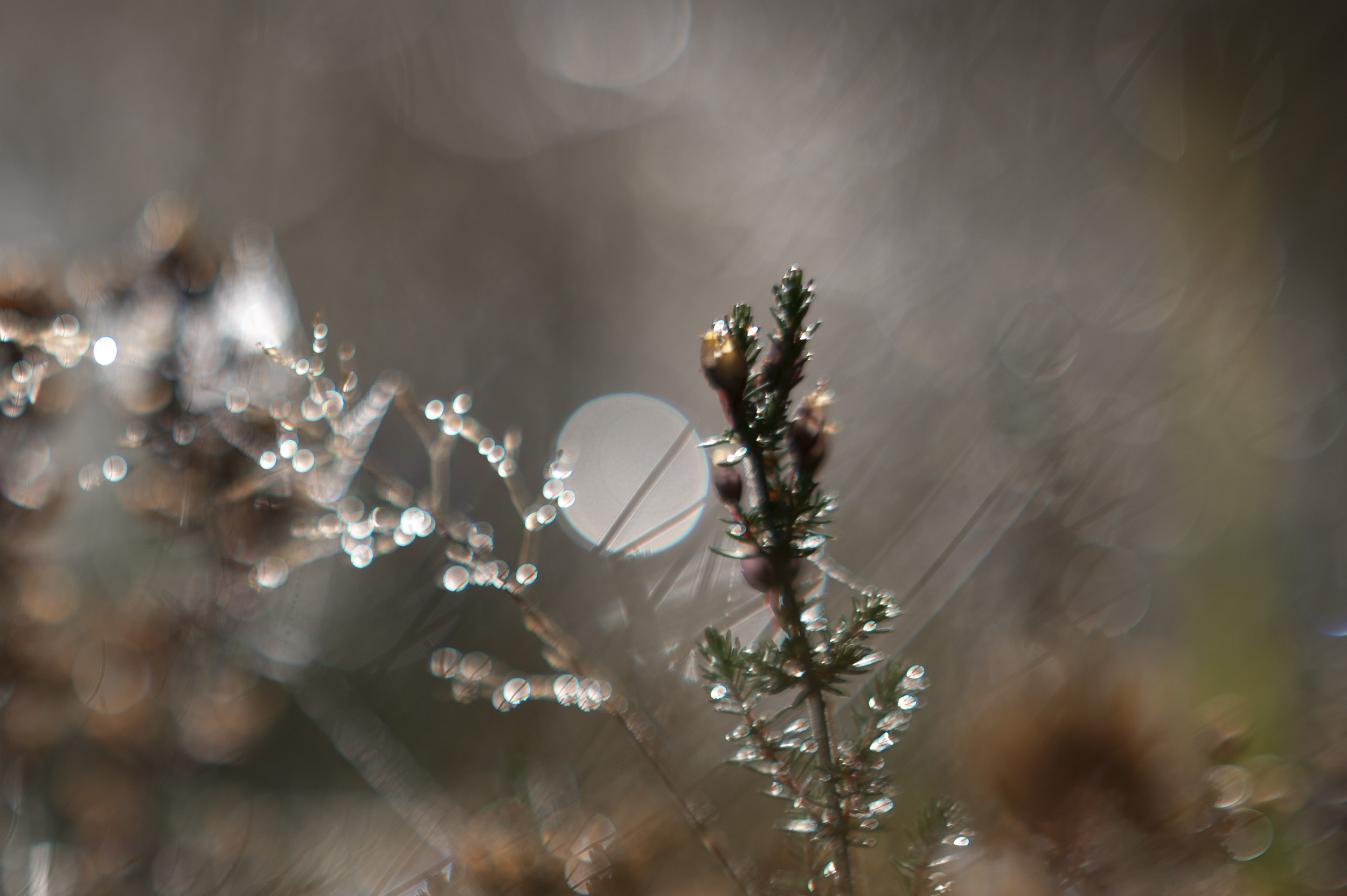 Backlit heather and dew-covered grass, taken with the Nikon Z 50mm f/1.4 at its various apertures