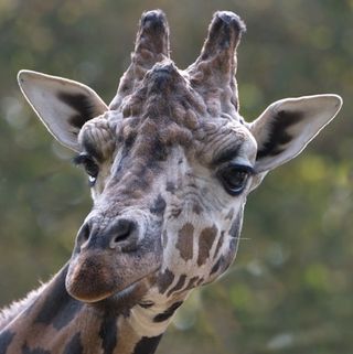 Giraffes sometimes hum at night, a new study finds.