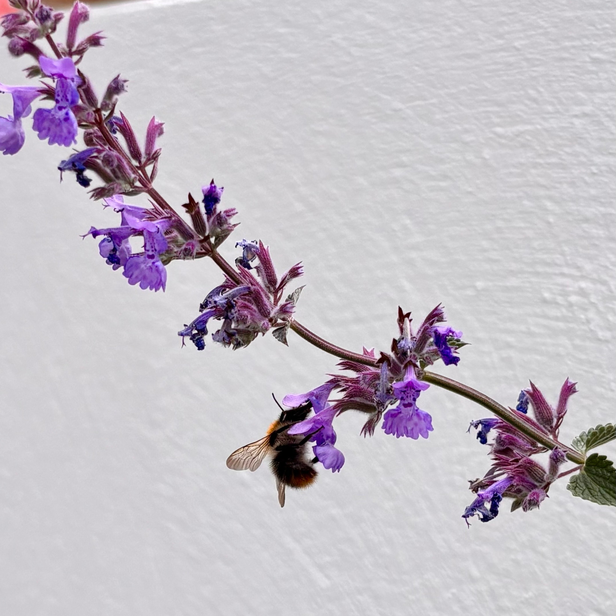 bee on catmint