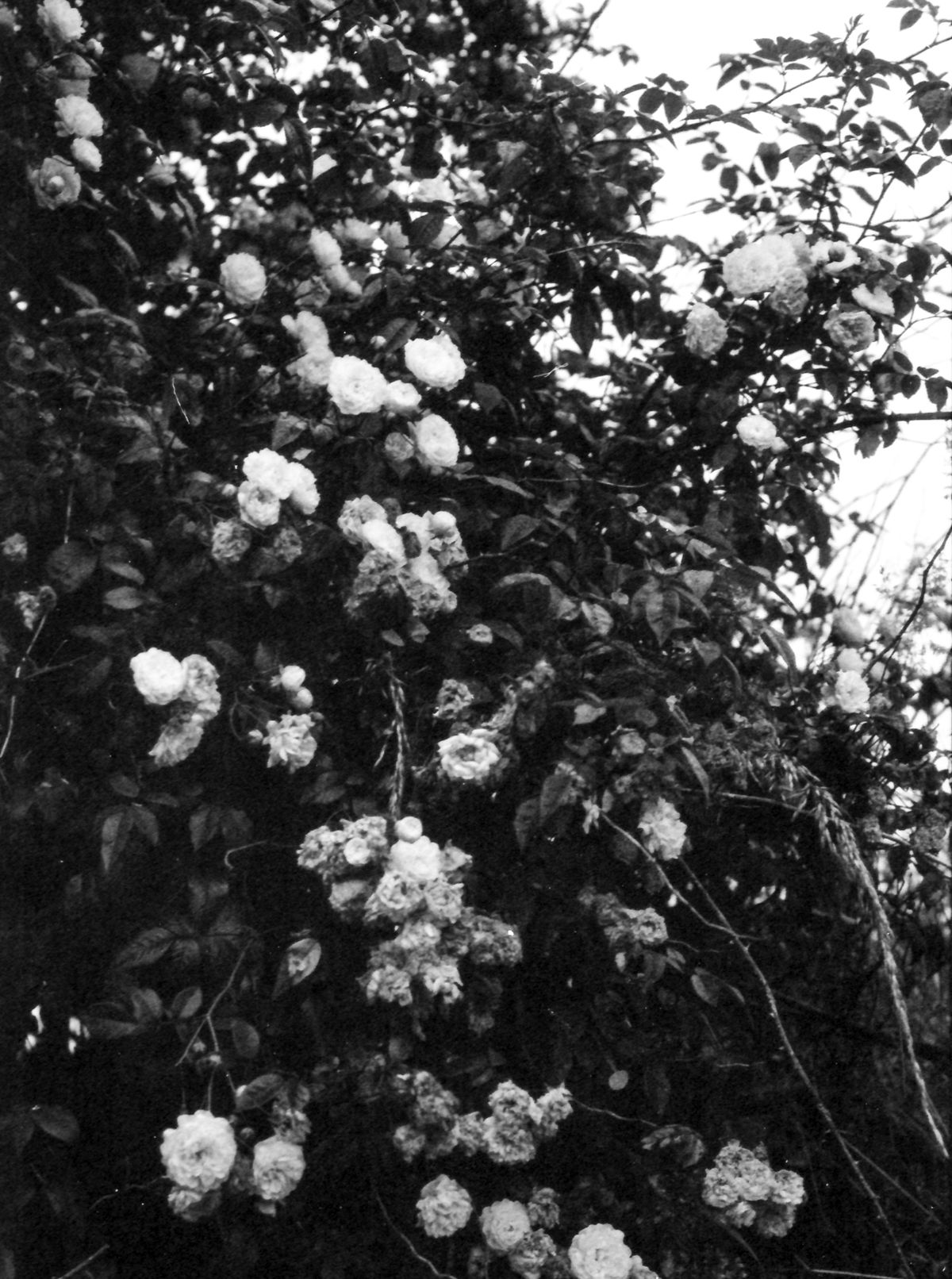 Samples of Fomapan 400