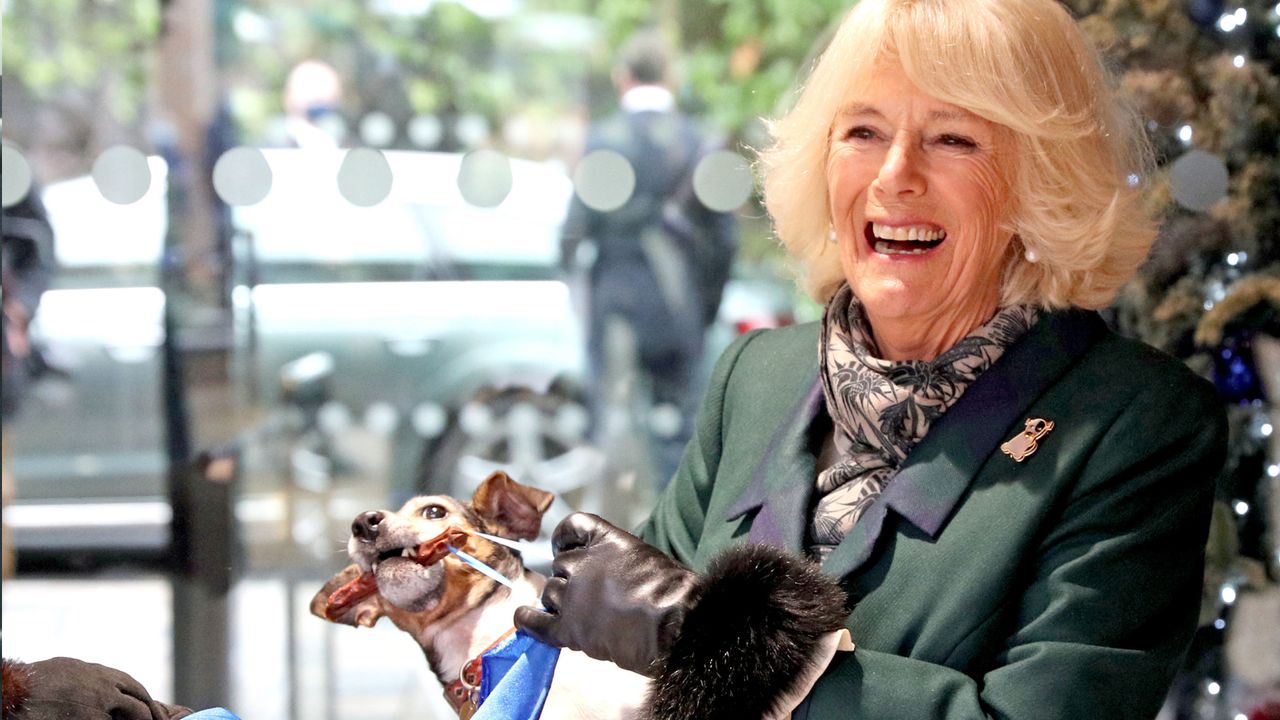 Queen Camilla wearing a green coat and laughing holding her dog Beth, who is pulling on a piece of fabric, in front of a Christmas tree