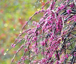 Weeping redbud tree with pink blossom in spring