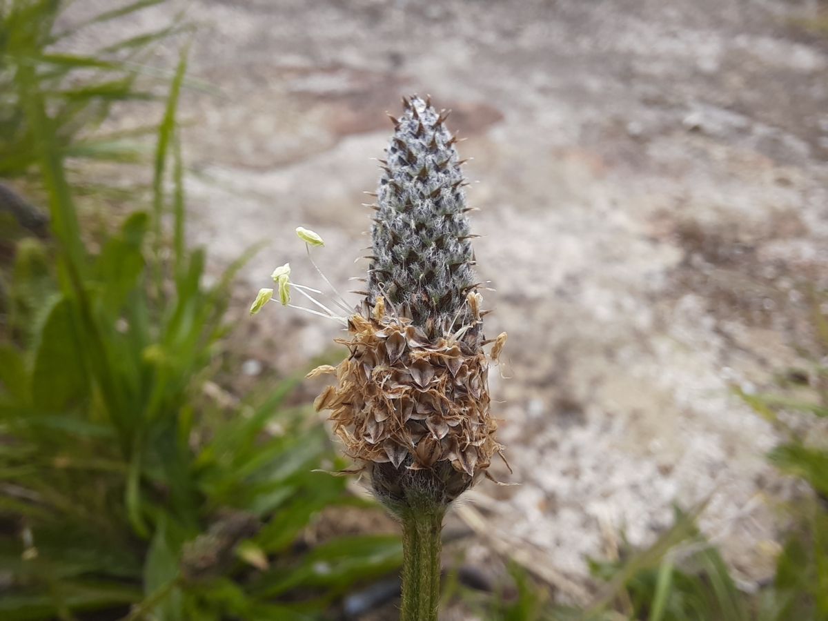 The macro camera may have relatively cheap hardware, but the results are often quite neat.