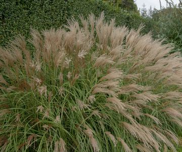 Best miscanthus varieties: 15 of the top ornamental grasses