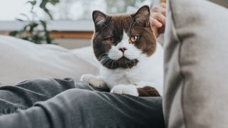Cat sat on owner's lap peering up
