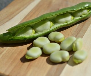 A fava bean pod and beans on a wooden board
