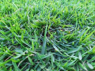 Zoysia grass is more ideal for warm or tropical seasons