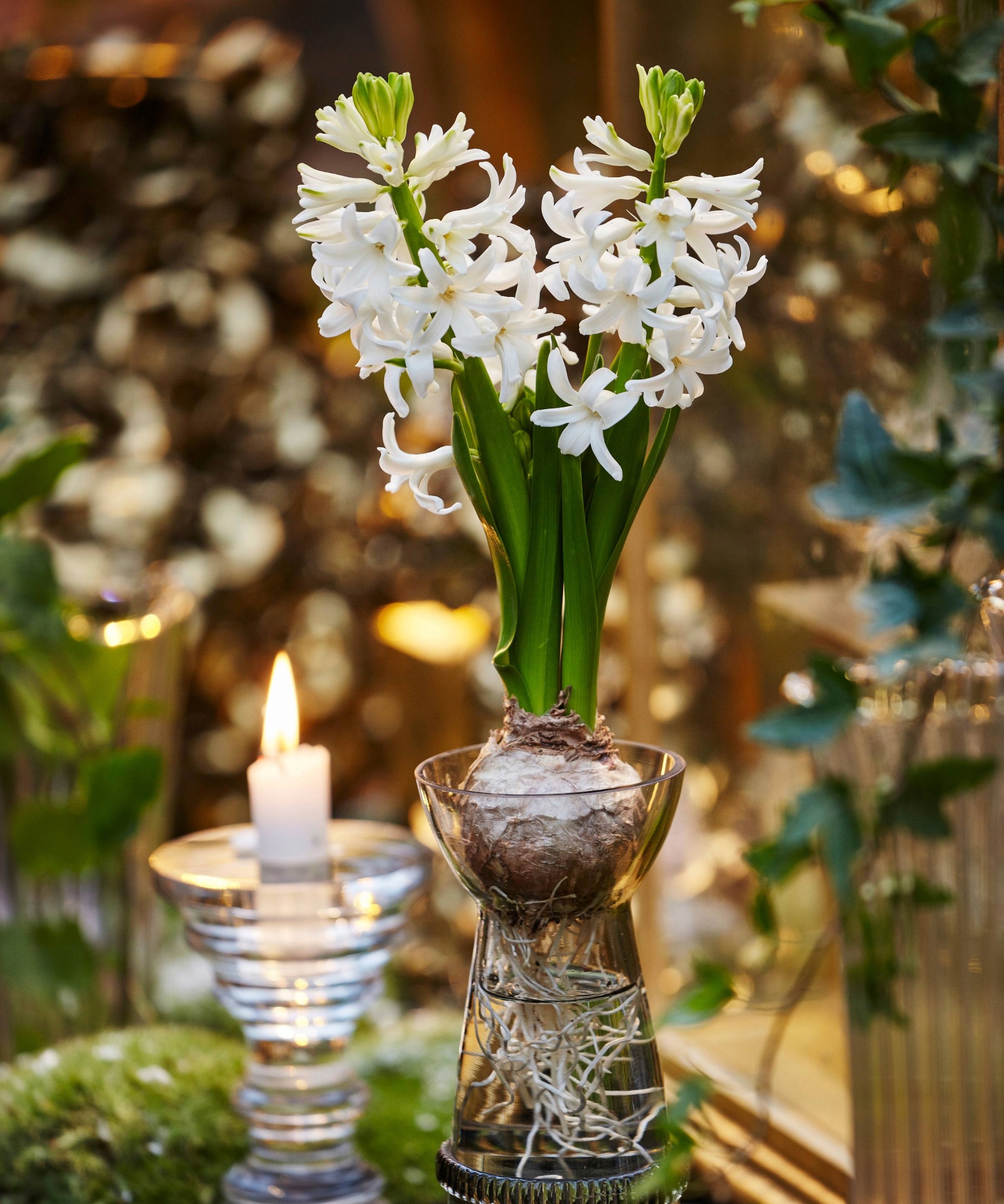 White hyacinths for Christmas decorations in bulb forcing vase