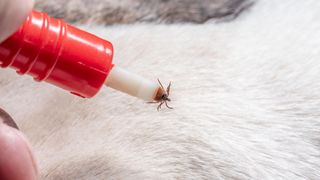 Tick removal from dog