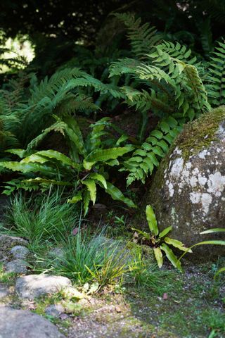 shade garden ideas: ferns