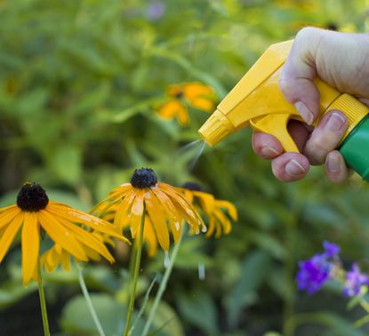 Herbicide Adjuvants Being Sprayed on Flowers