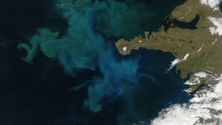 Swirling algal bloom off the coast of a peninsula