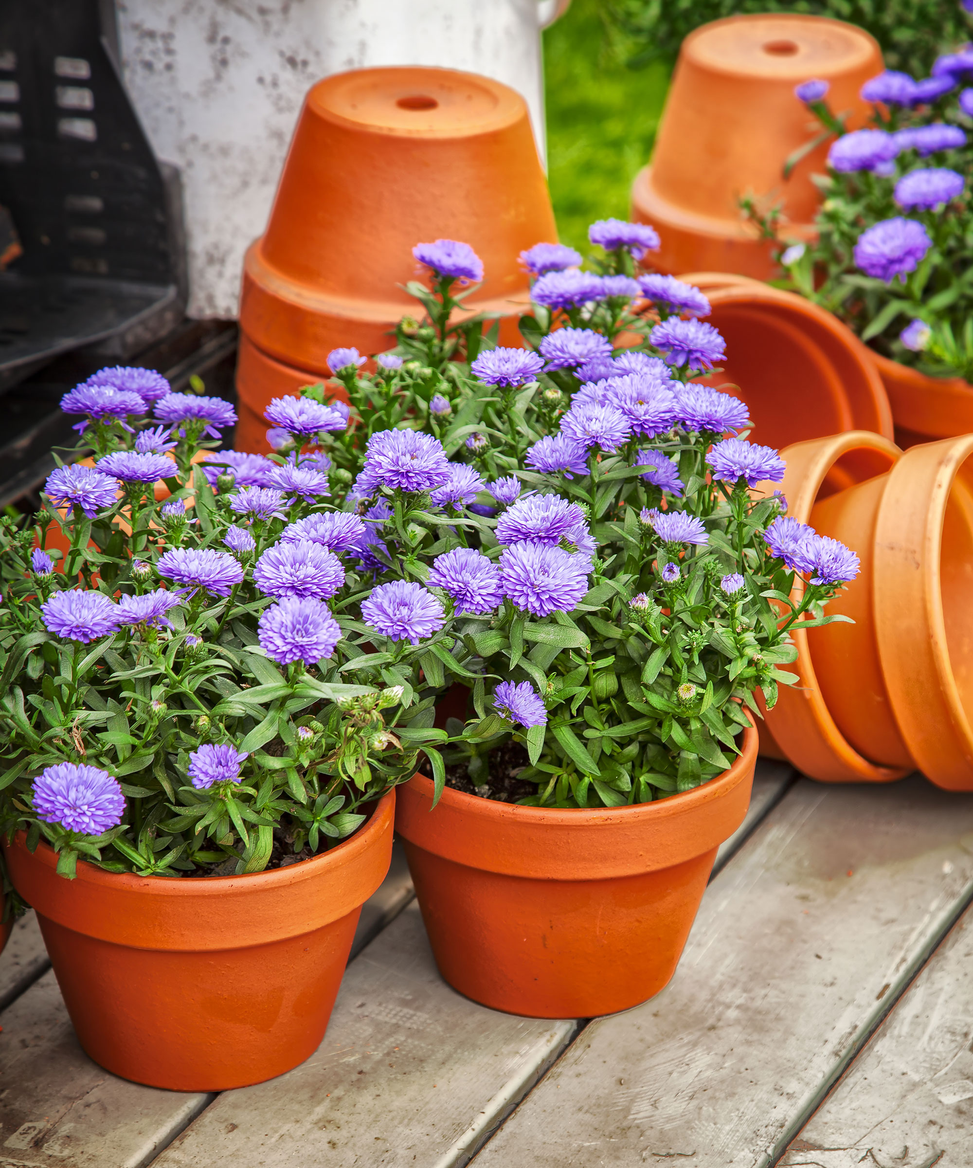 aster plants with purple flowers in orange terracotta pots