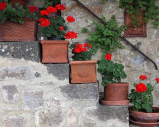 geraniums on old outdoor staircase