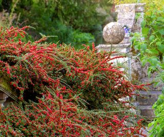 Cotoneaster horizontalis with red berries tumbling over a wall