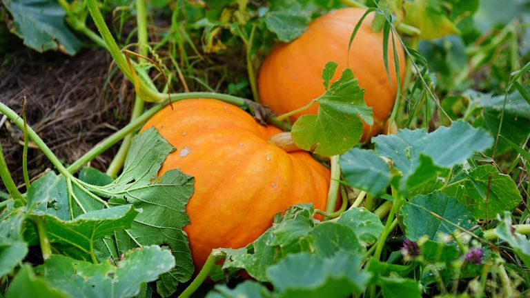 when to plant pumpkins in a garden