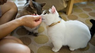 Black and white Munchkin cat