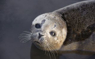 Seal Species Chart