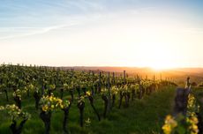 french vineyards