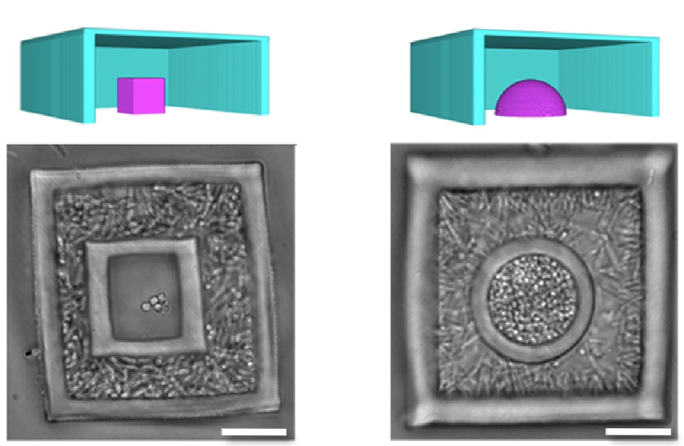 The new 3D printing technique enables the creation of nested communities of bacteria, with one species inside a living shell of another colony of bacteria.