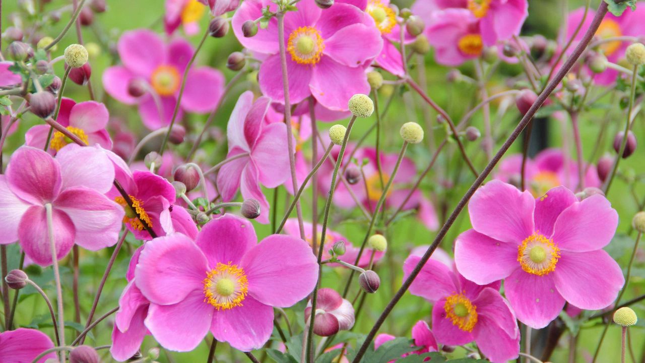 Anemone &#039;Hadspen Abundance&#039;