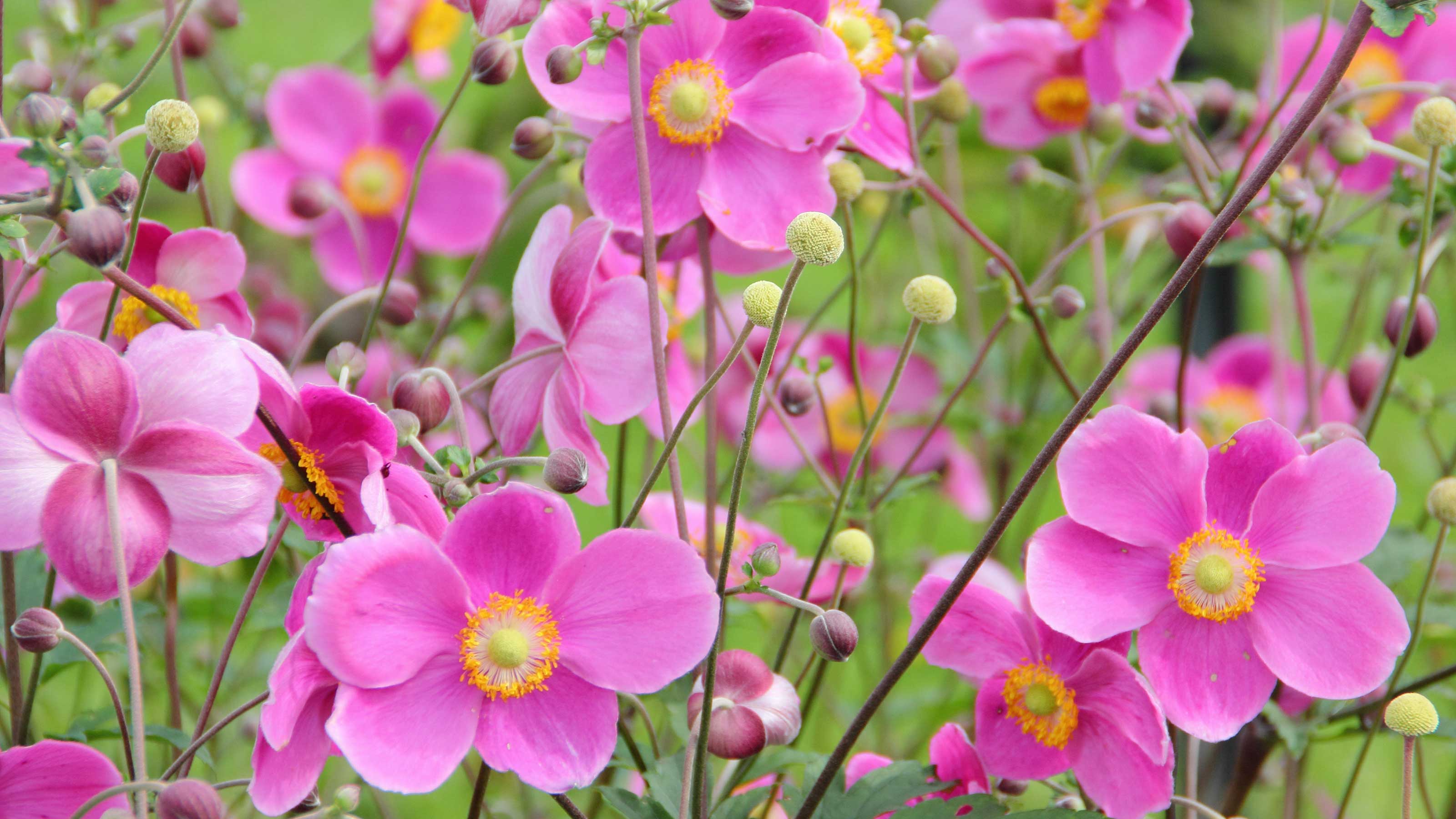 Pink flowers: 16 pretty perennials