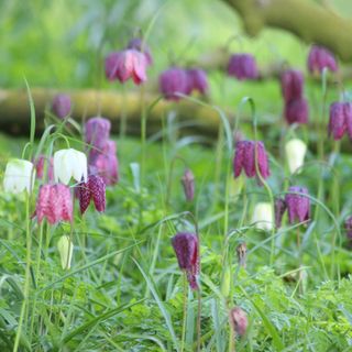 springtime woodland garden where some fritillary bulbs