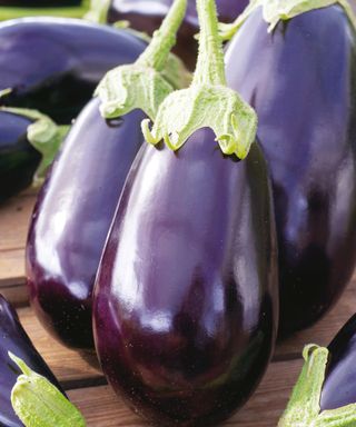 Black Beauty eggplants at harvest