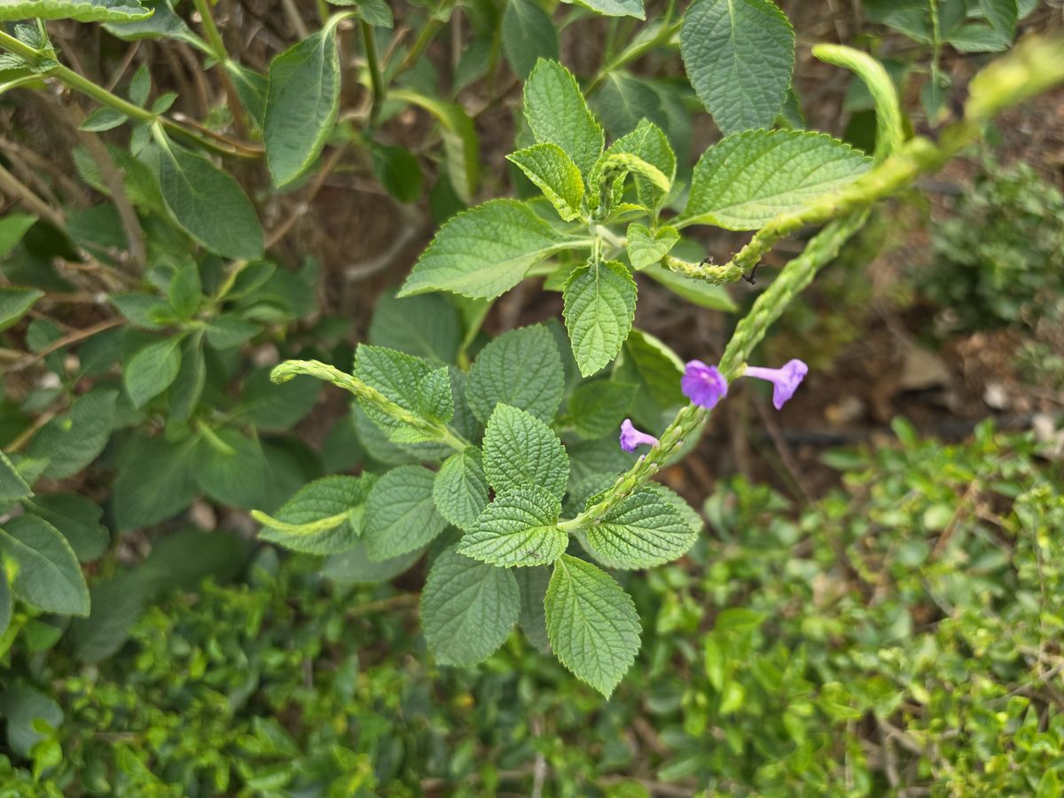 Pink flowers and green leaves shot on the Samsung Galaxy S26 Ultra.