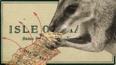 Photo collage of a wallaby eating a map representation of the Isle of Man. Red arrows indicate spread of the marsupial off the island.
