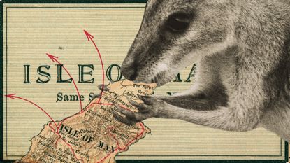 Photo collage of a wallaby eating a map representation of the Isle of Man. Red arrows indicate spread of the marsupial off the island.