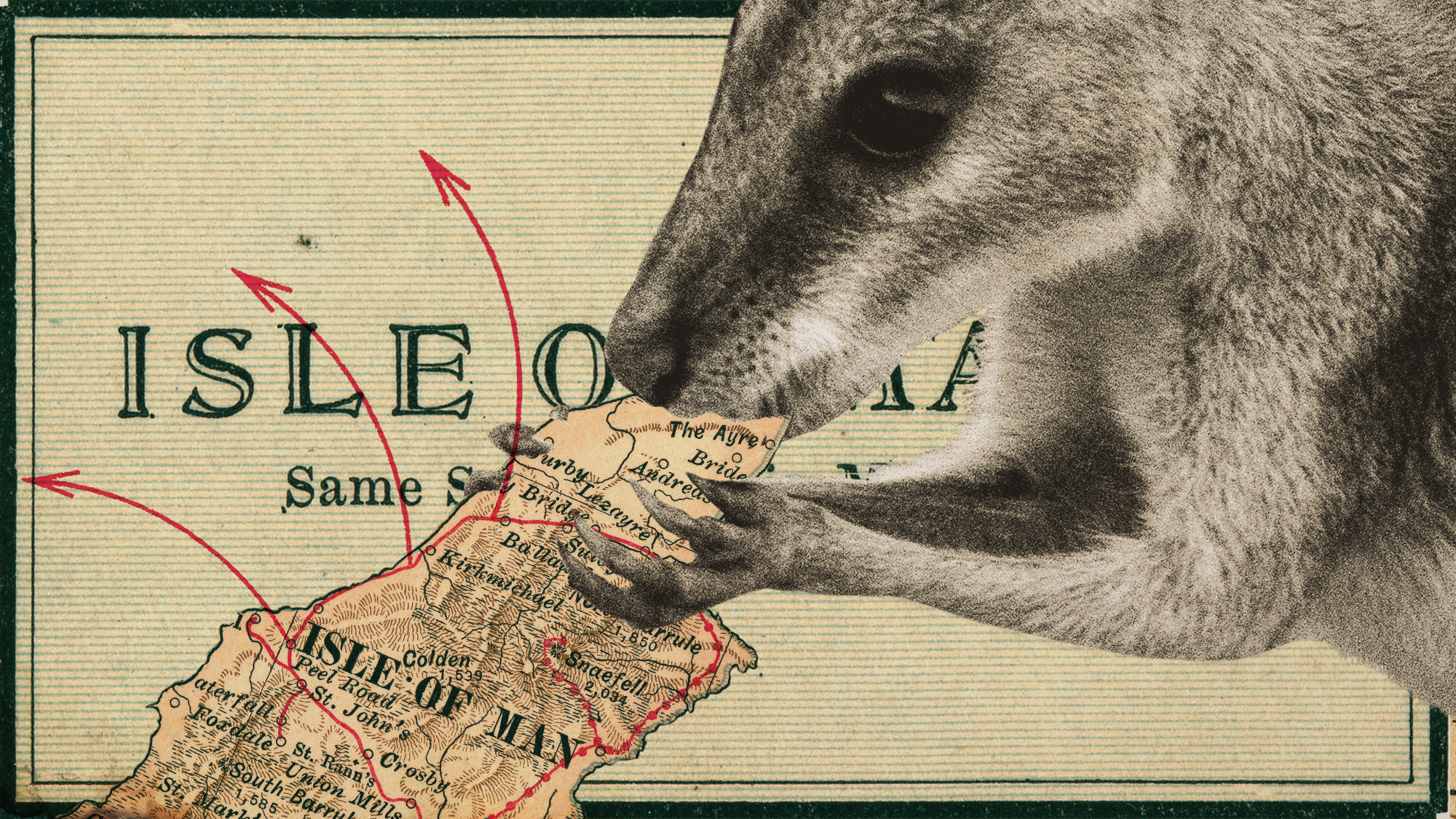 Photo collage of a wallaby eating a map representation of the Isle of Man. Red arrows indicate spread of the marsupial off the island.